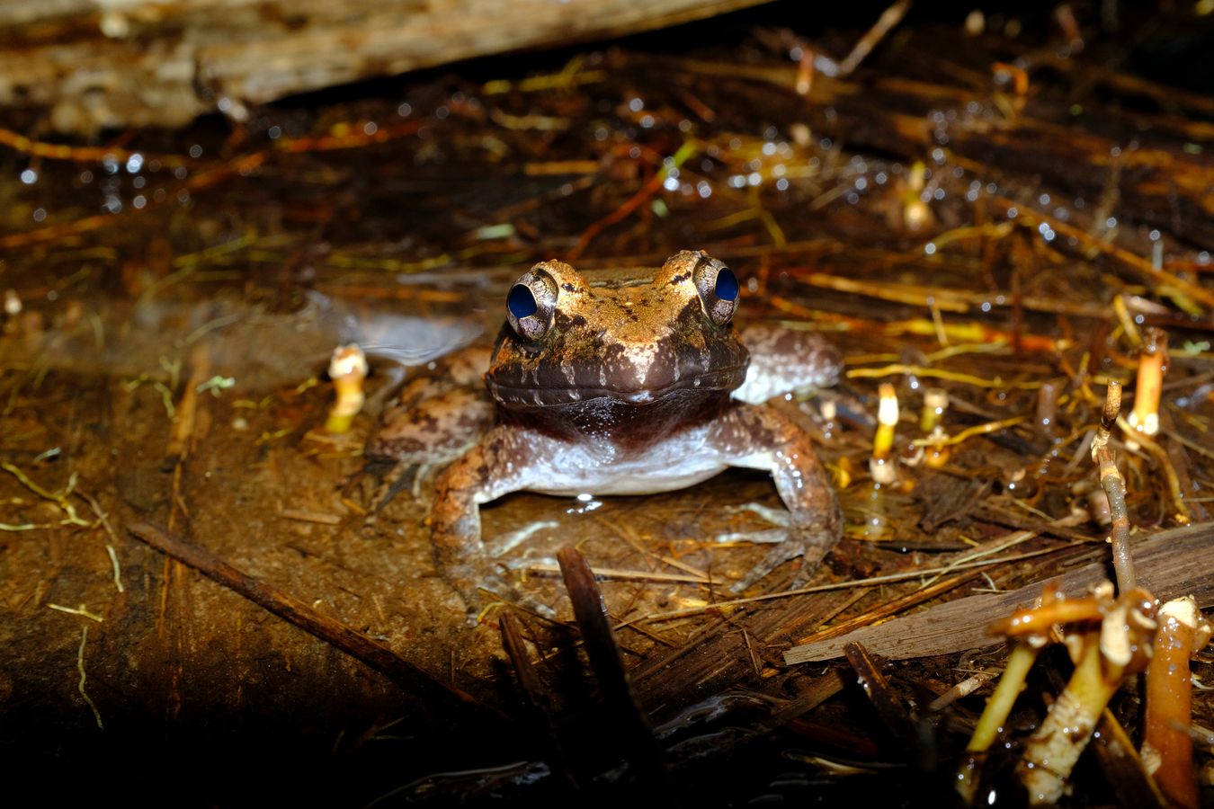Giant River Frog { Lemmonectes Leporinus }