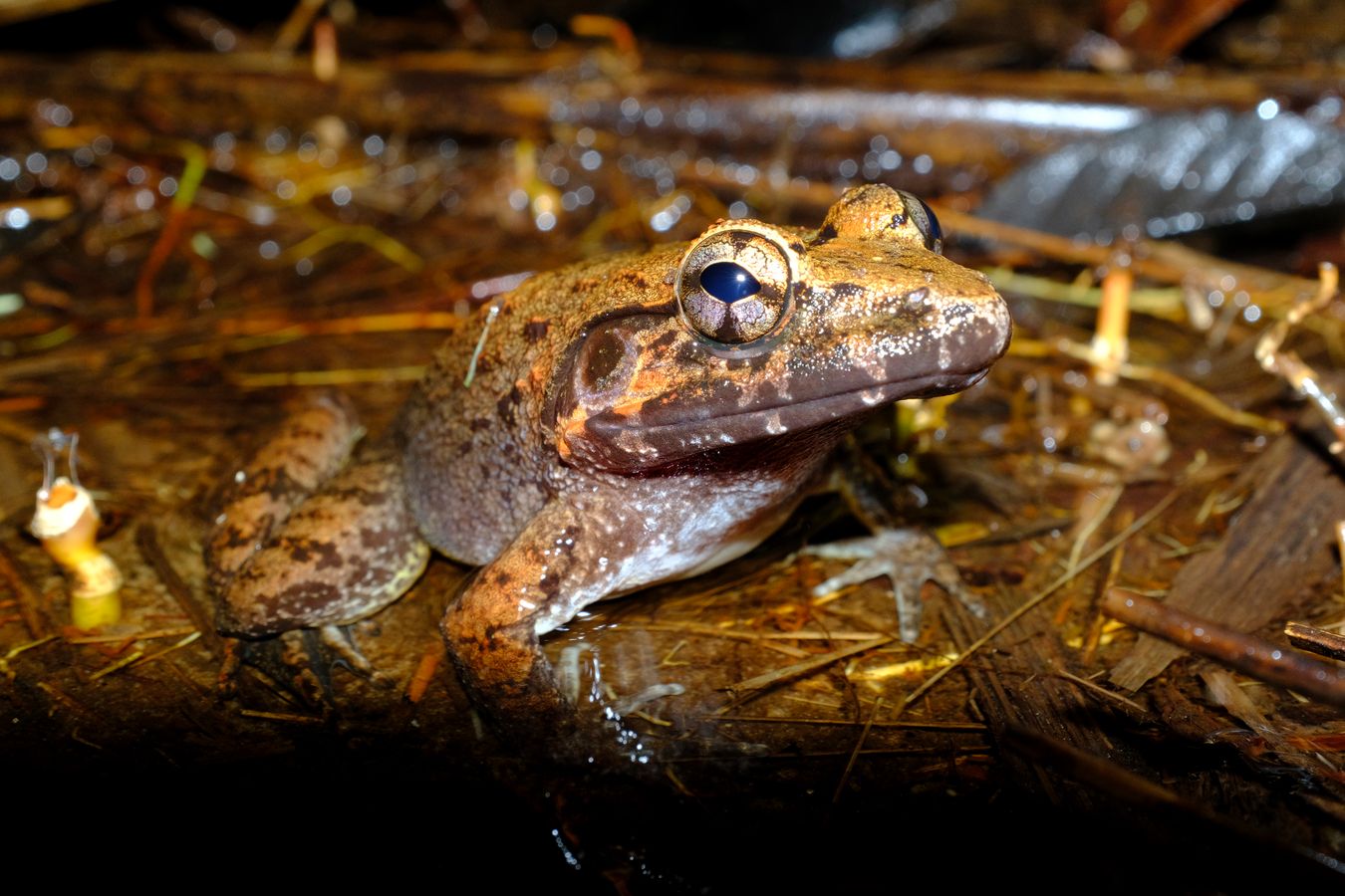 Giant River Frog { Limmonectes Leporinus }