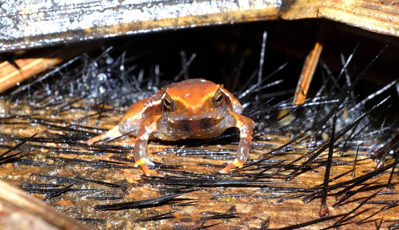 Borneo Grainy Frog { Kalophrynus Heterochirus }