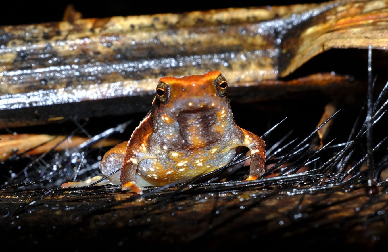 Borneo Grainy Frog { Kalophrynus Heterochirus }