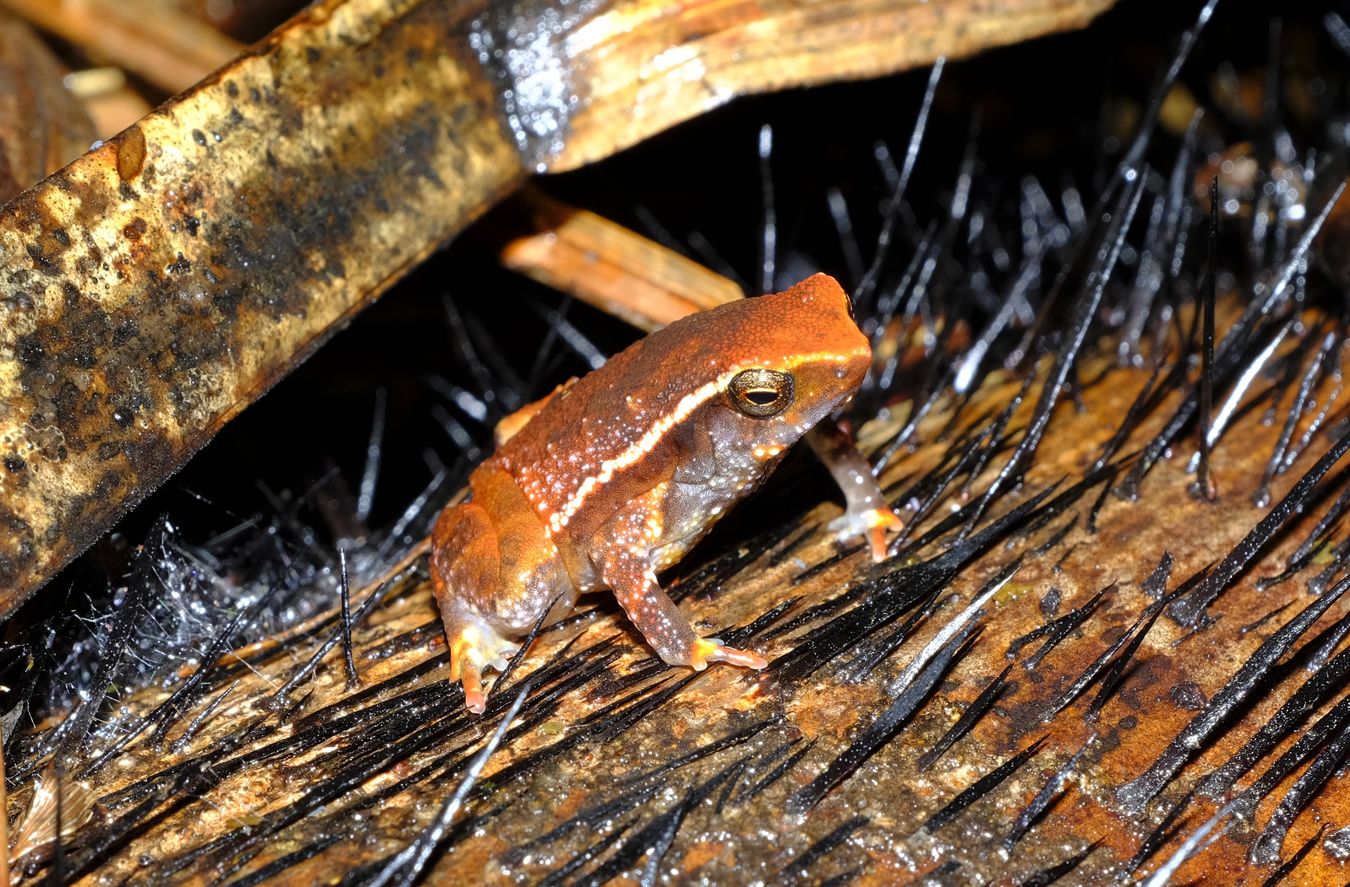 Borneo Grainy Frog { Kalophrynus Heterochirus }