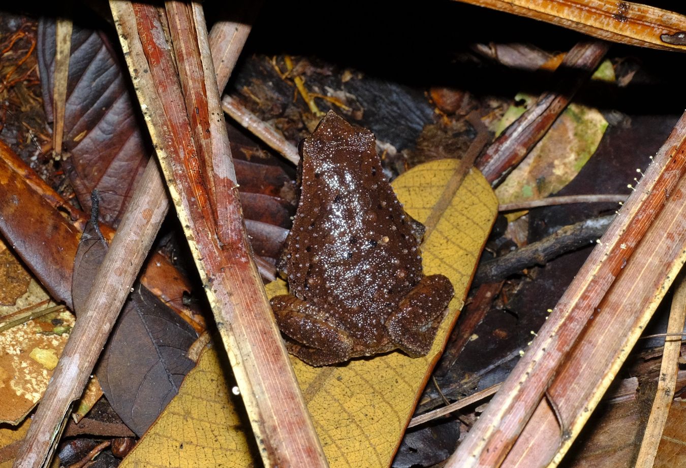 Female Black-spotted Sticky Frog { Kalophrynus Pleurostima }