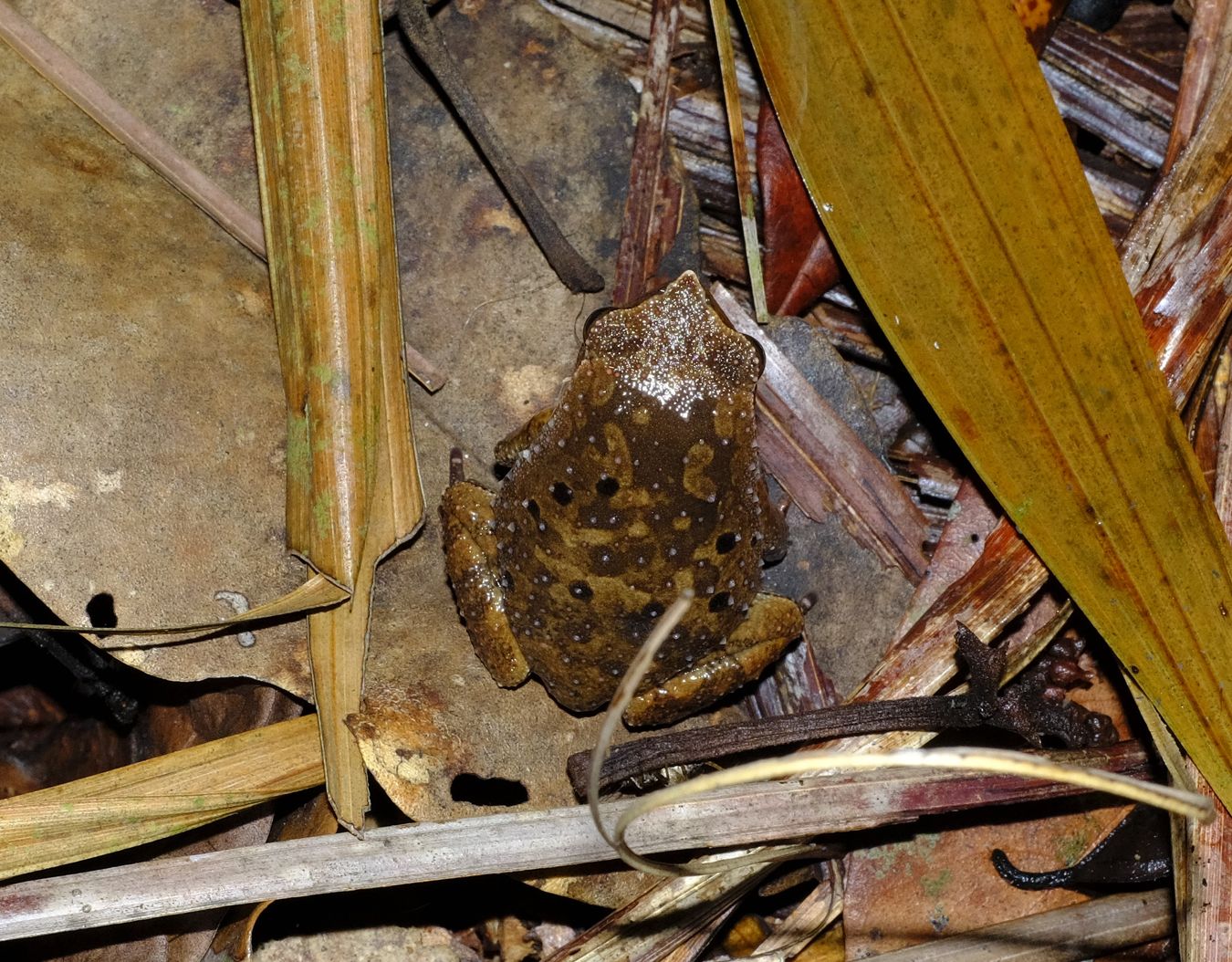 Male Black-spotted Sticky Frog { Kalophrynus Pleurostima }