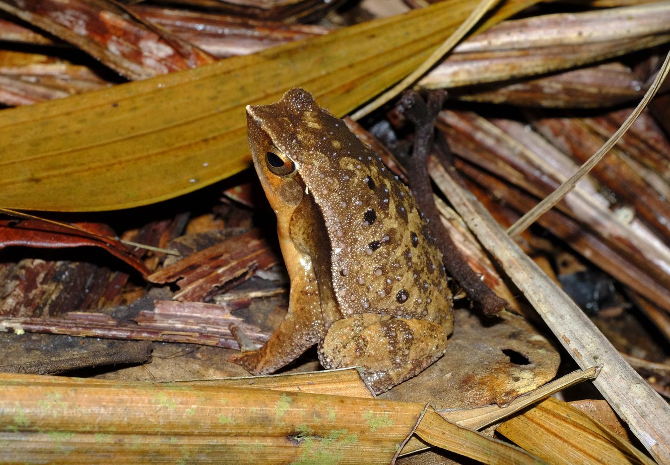 Male Black-spotted Sticky Frog { Kalophrynus Pleurostima }