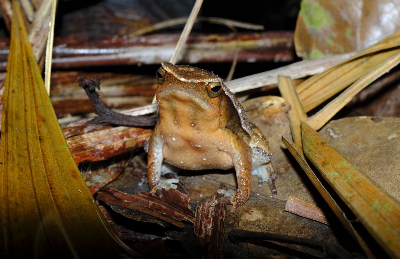 Male Black-spotted Sticky Frog { Kalophrynus Pleurostima }