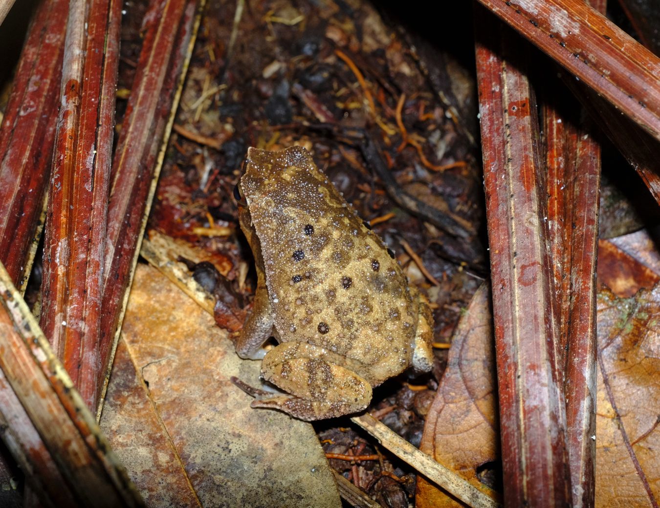 Male Black[spotted Sticky Frog { Kalophrynus Pleurostima }