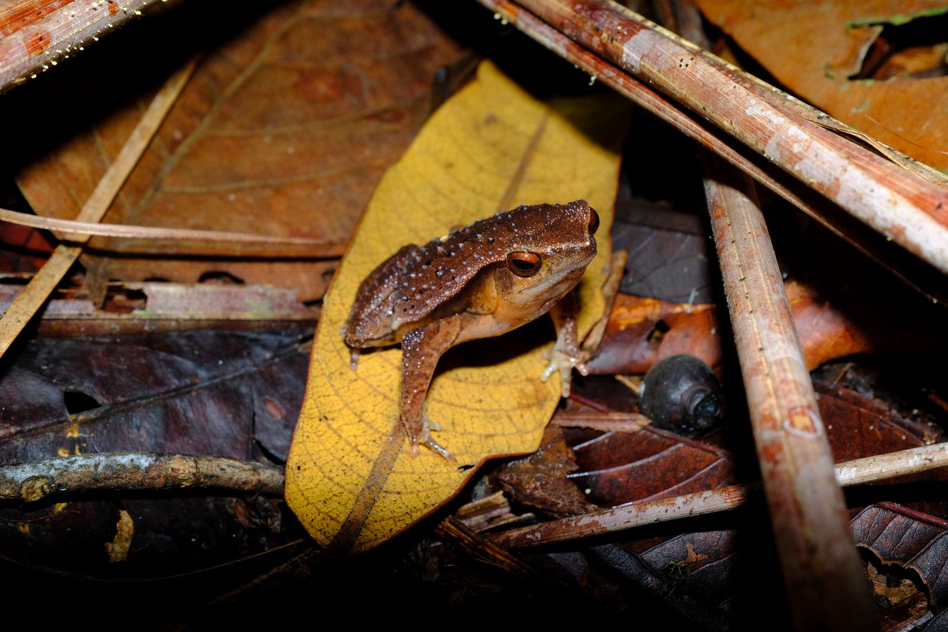 Female Black-spotted Sticky Frog { Kalophrynus Pleurostima }