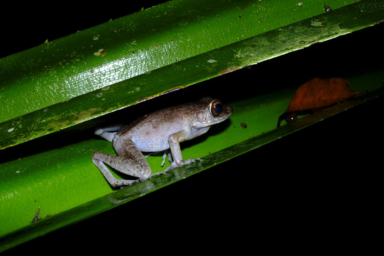 Torrent Frog { Ranidae Meristogenys }