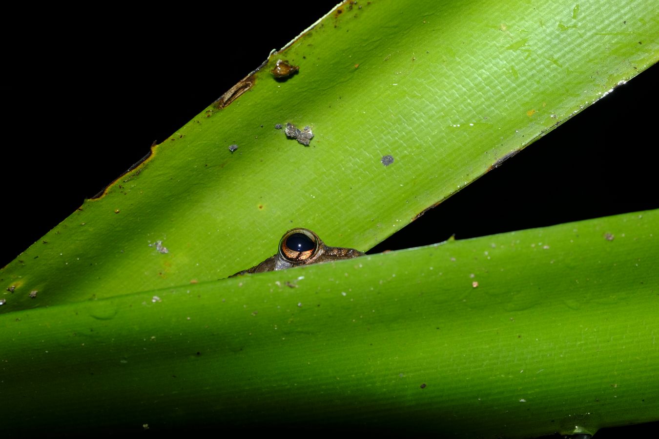 Torrent Frog { Ranidae Meristogenys }