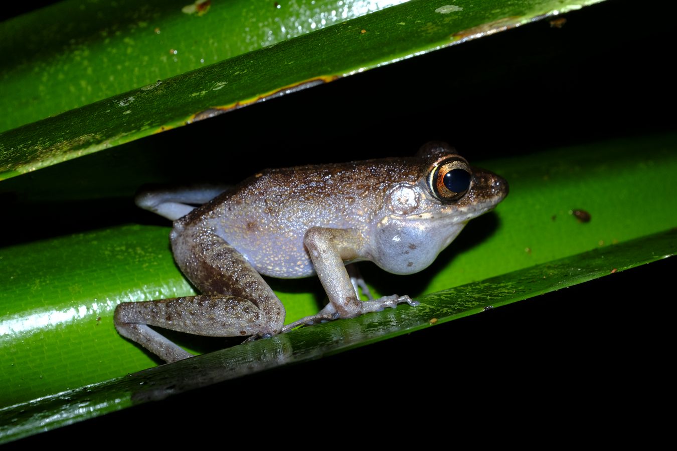 Torrent Frog { Ranidae Meristogenys }
