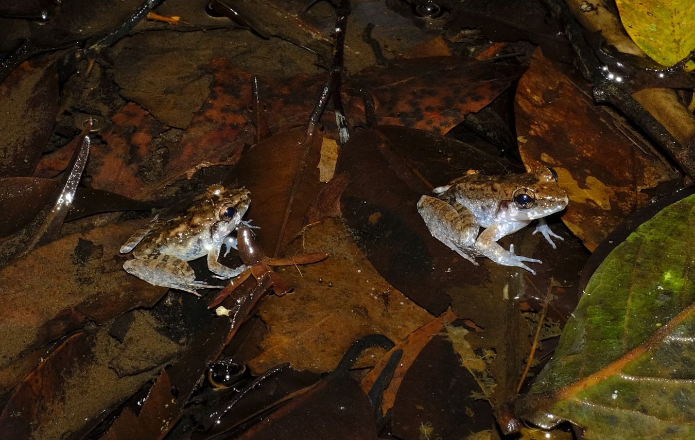 Unknown Frogs