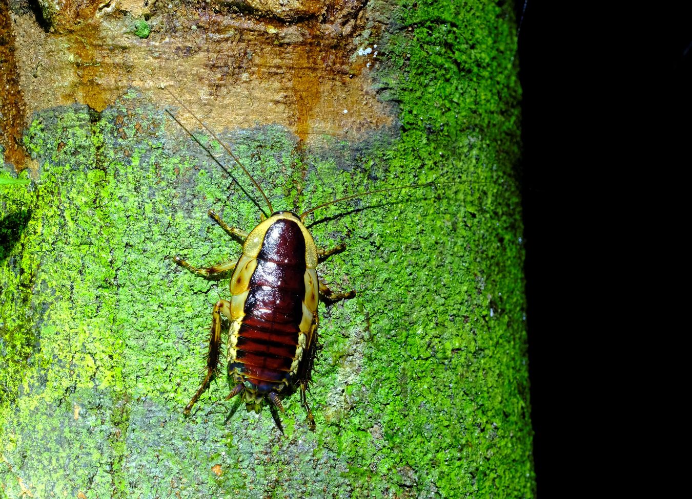 Unknown Pale-banded Cockroach { Maybe Drymaplaneta }