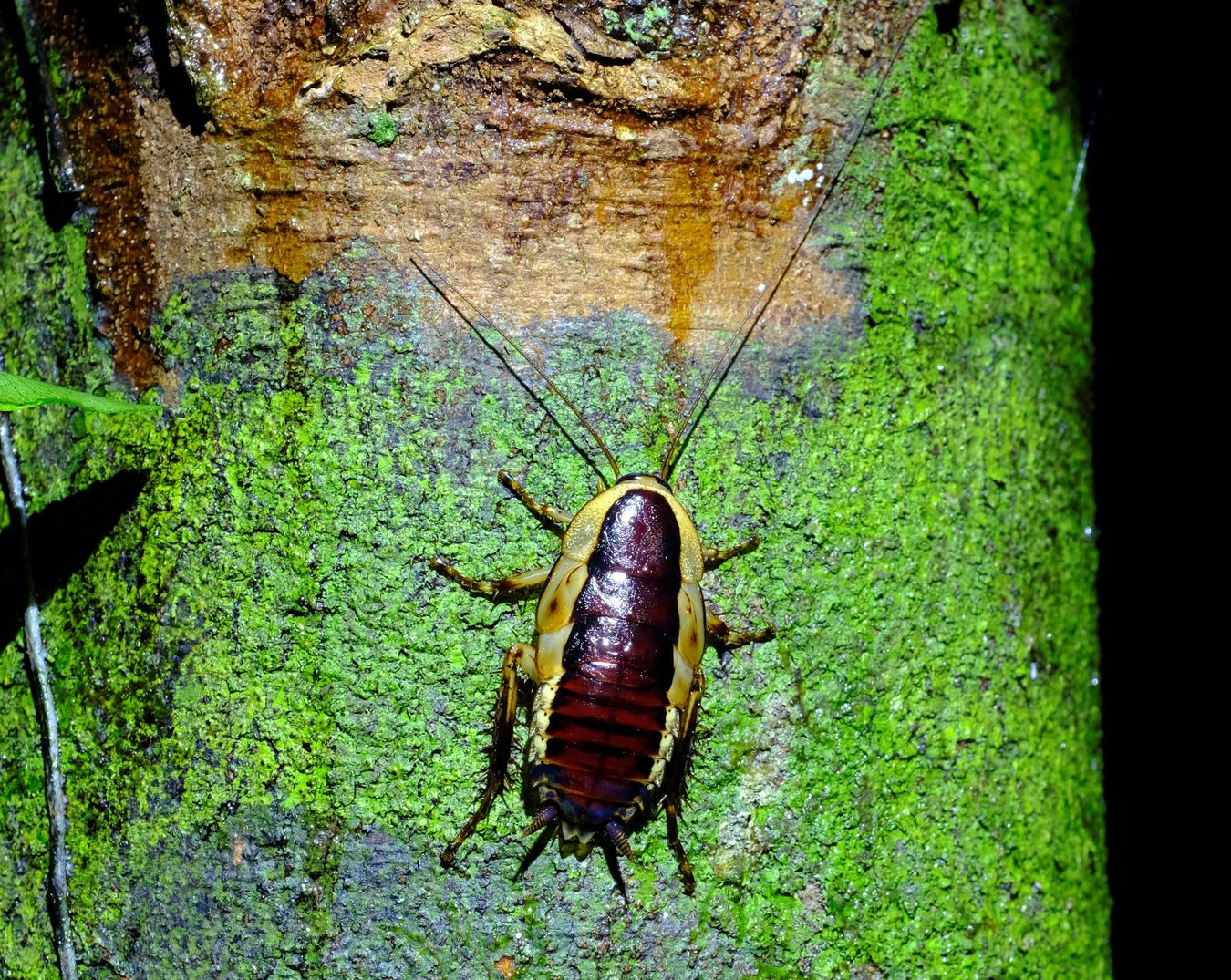 Unknown Pale-banded Cockroach { Maybe Drymaplaneta }