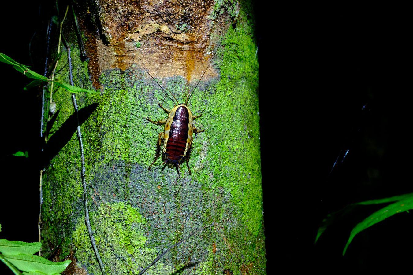 Unknown Pale-banded Cockroach { Maybe Drymaplaneta }