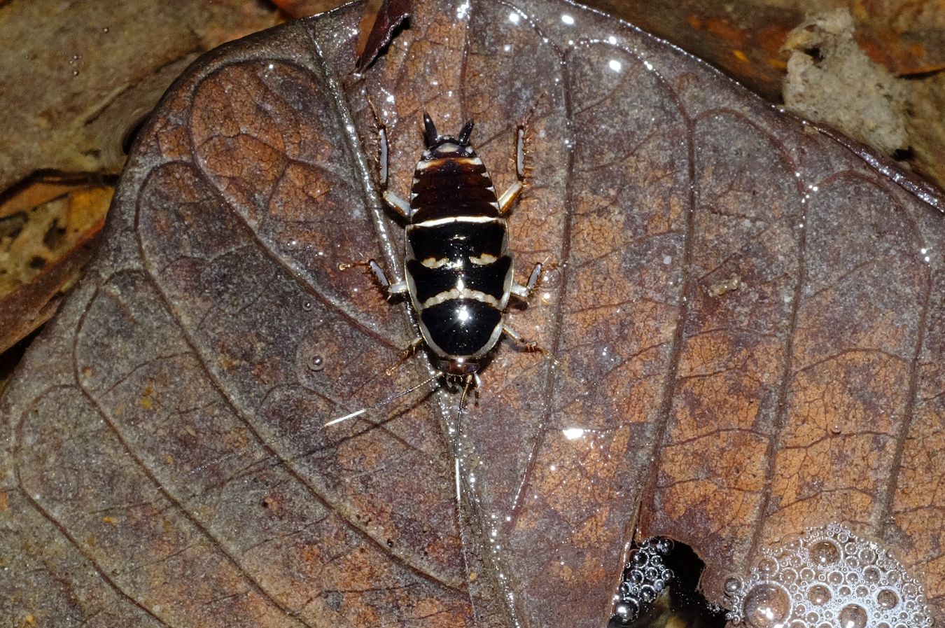 Unknown Black and White Cockroach { Maybe Sundablatta }