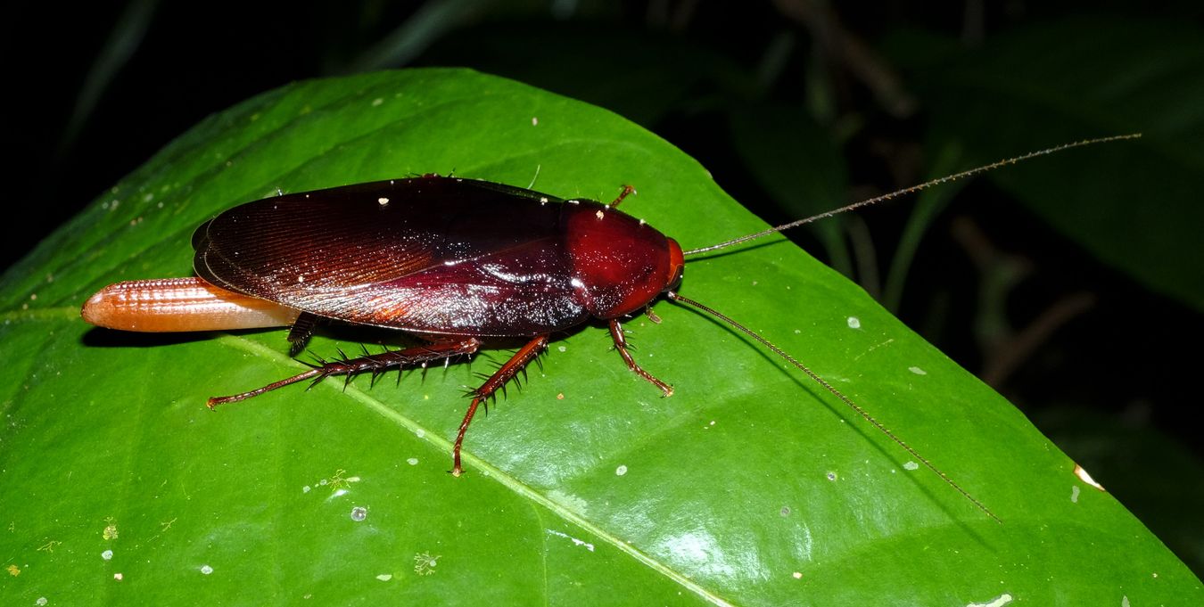 American Cockroach Laying Egg Ootheca { Periplaneta Americana }