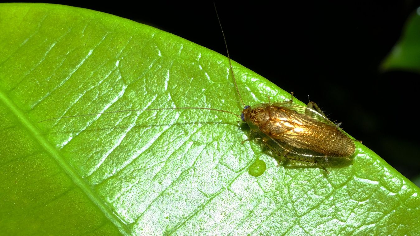 Margattea Obtusiform Cockroach