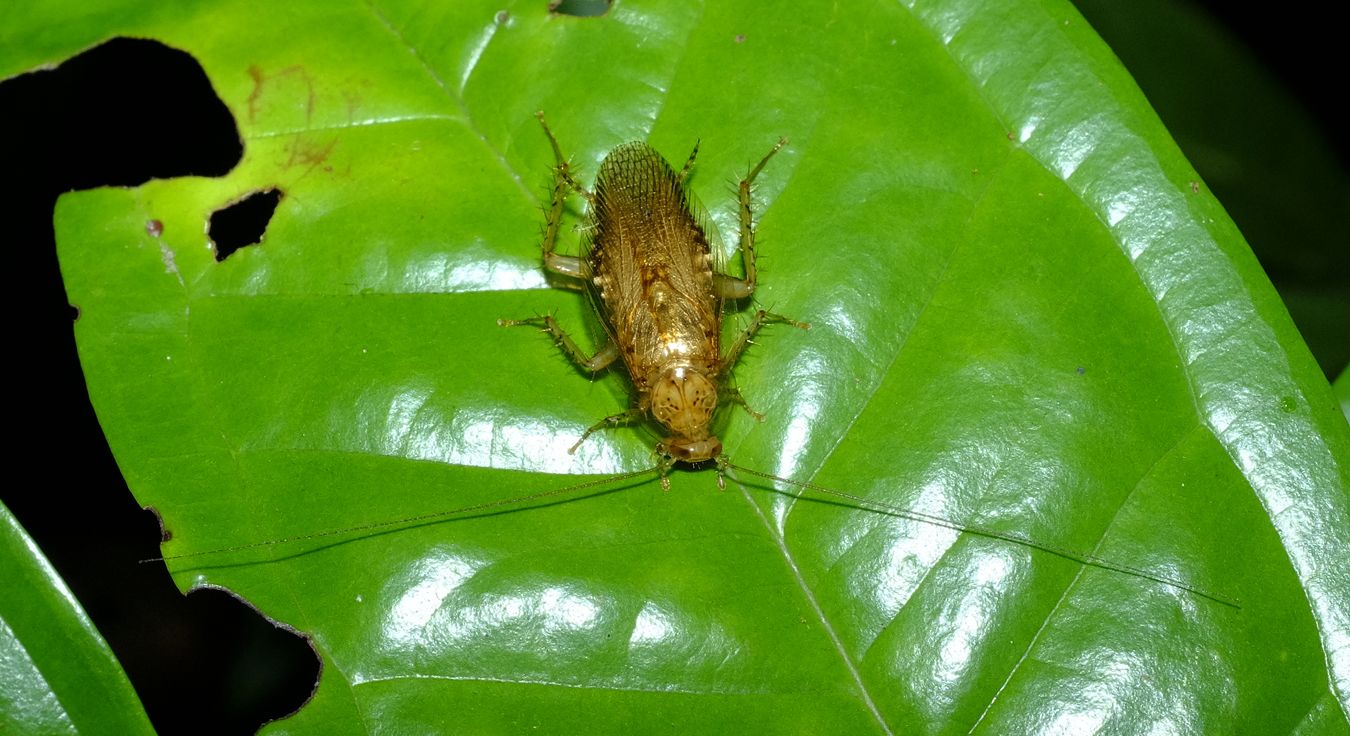 Margattea Obtusiform Cockroach