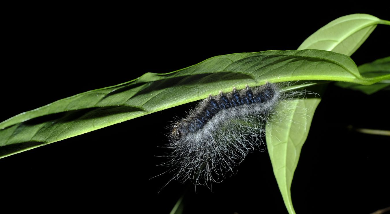 Unknown Bluish and Hairy Caterpillar