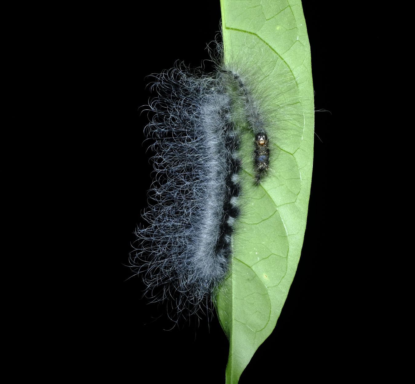Fuzzy Grey and Black Caterpillar Strangely Decapitated ? { Probably Erebidae }