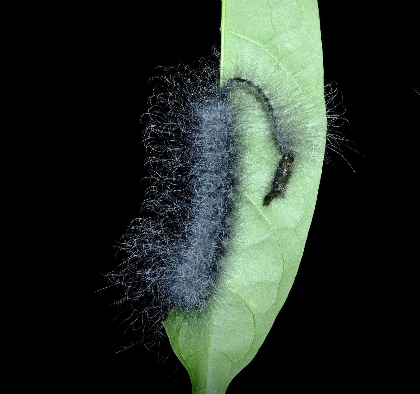 Fuzzy Grey and Black Caterpillar Strangely Decapitated ? { Probably Erebidae }