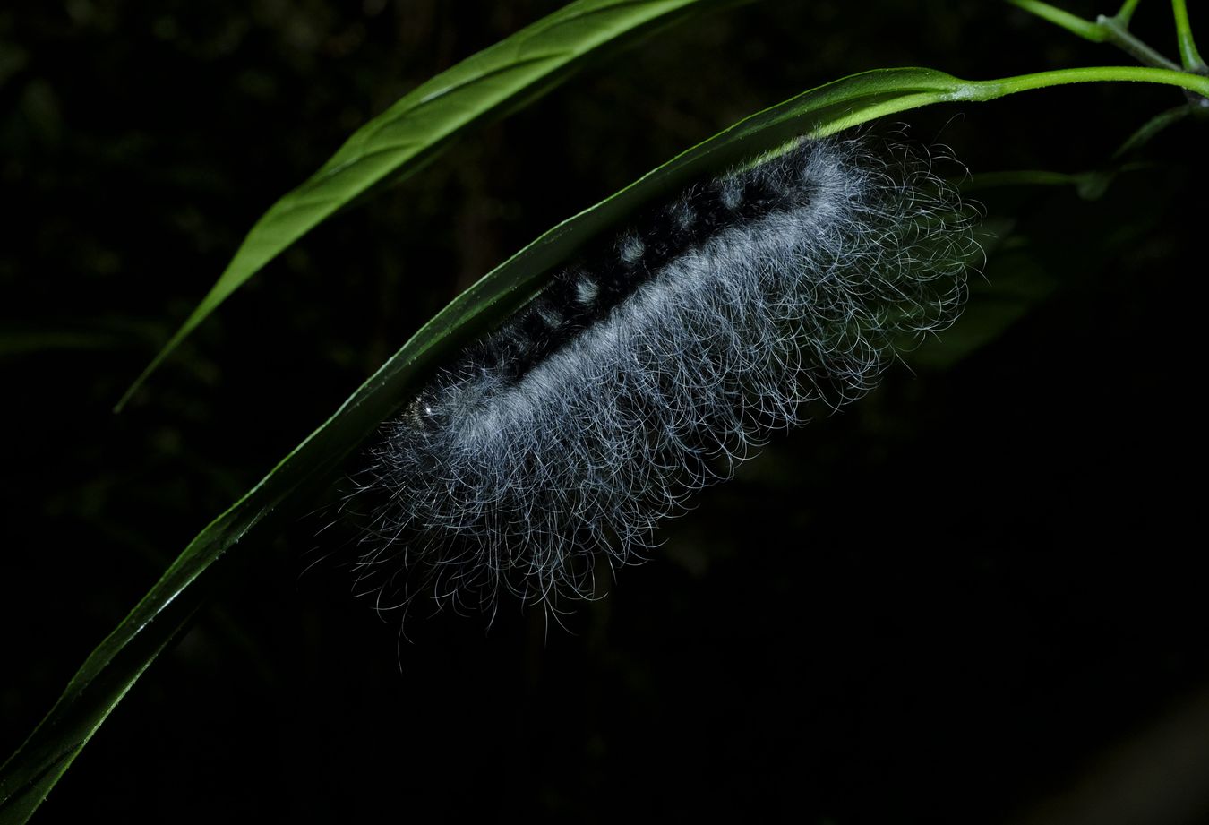 Fuzzy Grey and Black Caterpillar { Probably Erebidae }