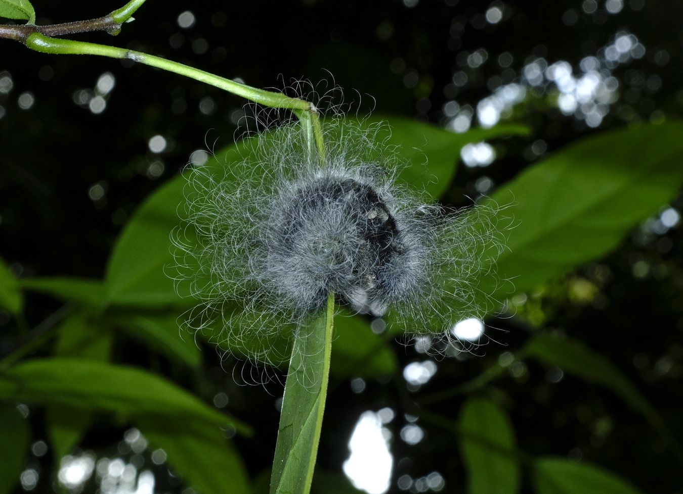 Fuzzy Grey and Black Caterpillar { Probably Erebidae }