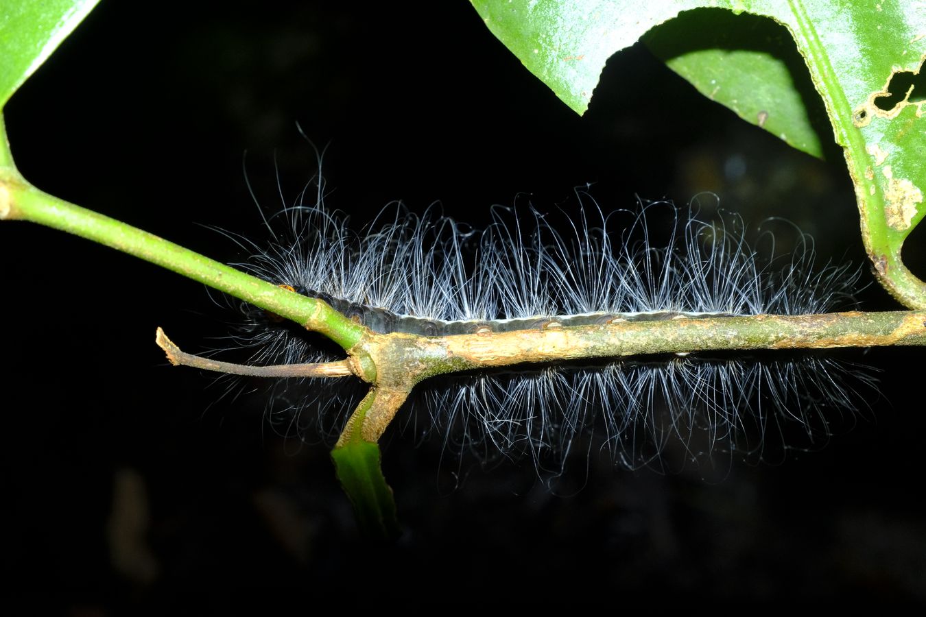 Unknown Black-Blue-Orange Hairy Caterpillar