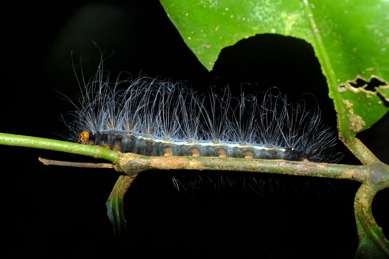 Unknown Black-Blue-Orange Hairy Caterpillar