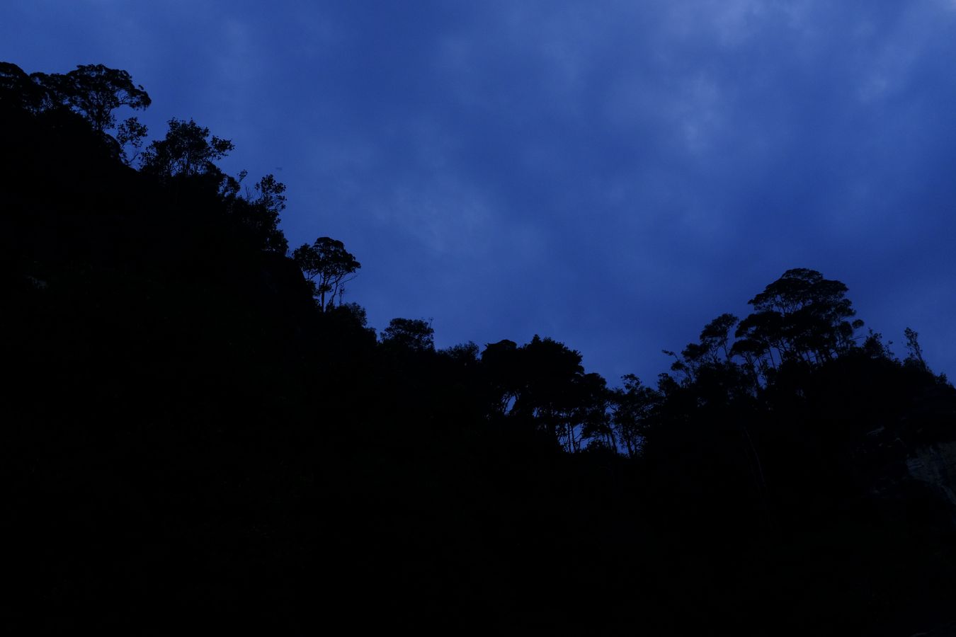 Cliff Vegetation-Landscape