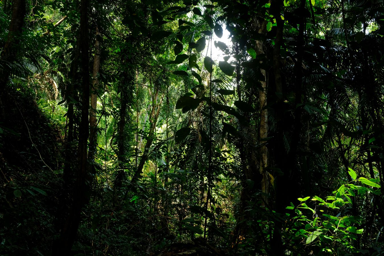 Cliff Vegetation-Landscape