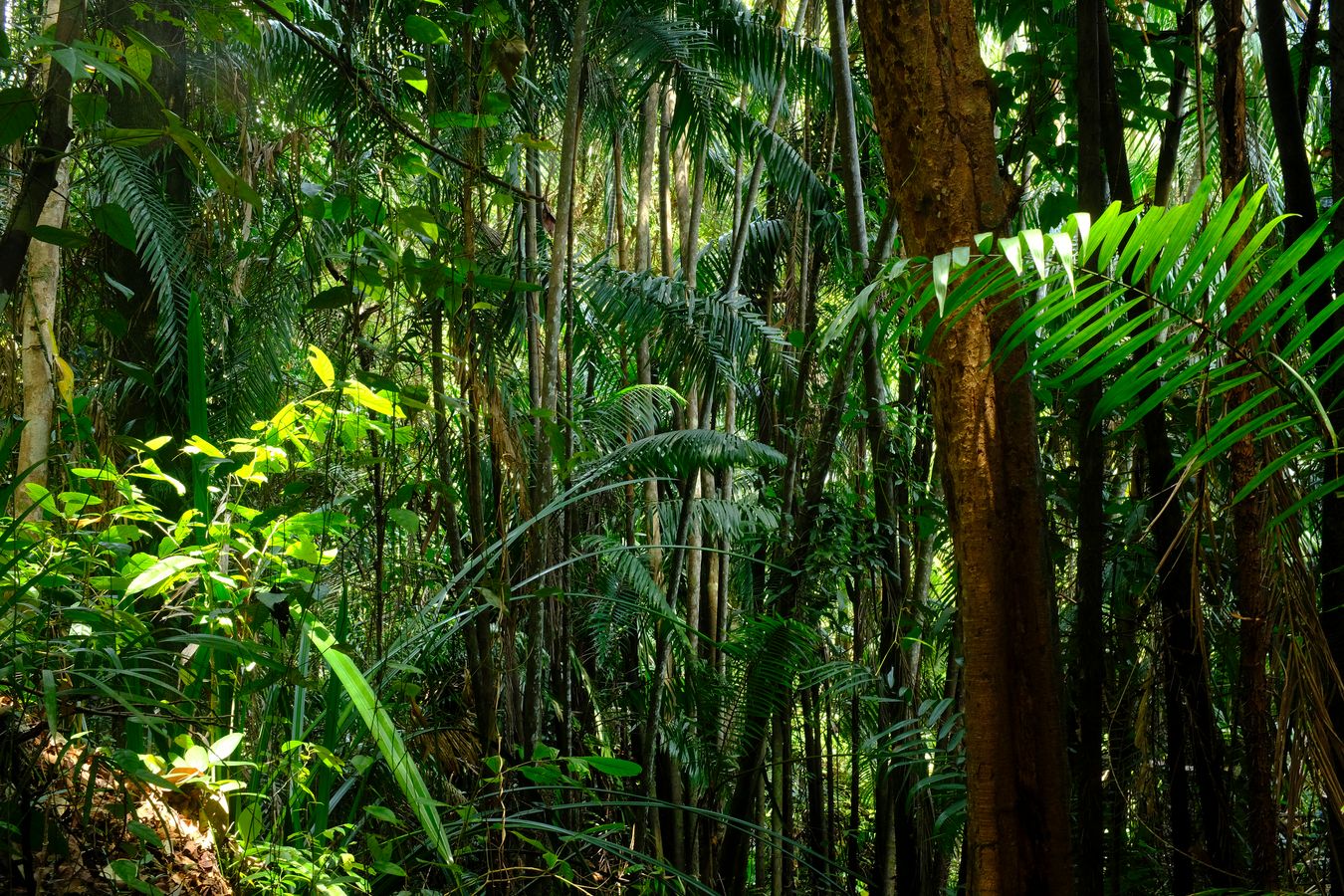 Cliff Vegetation-Landscape