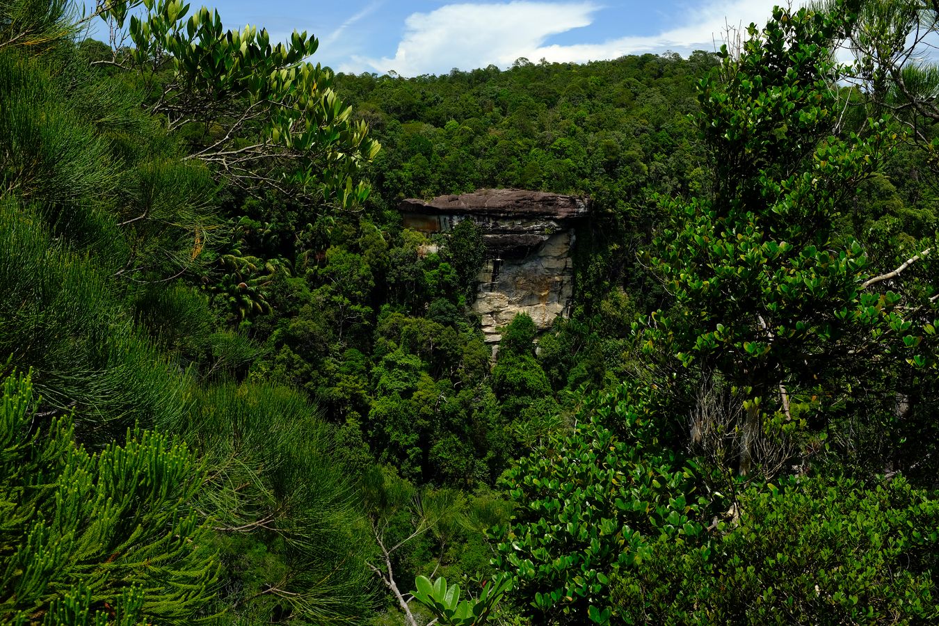 Cliff Vegetation-Landscape