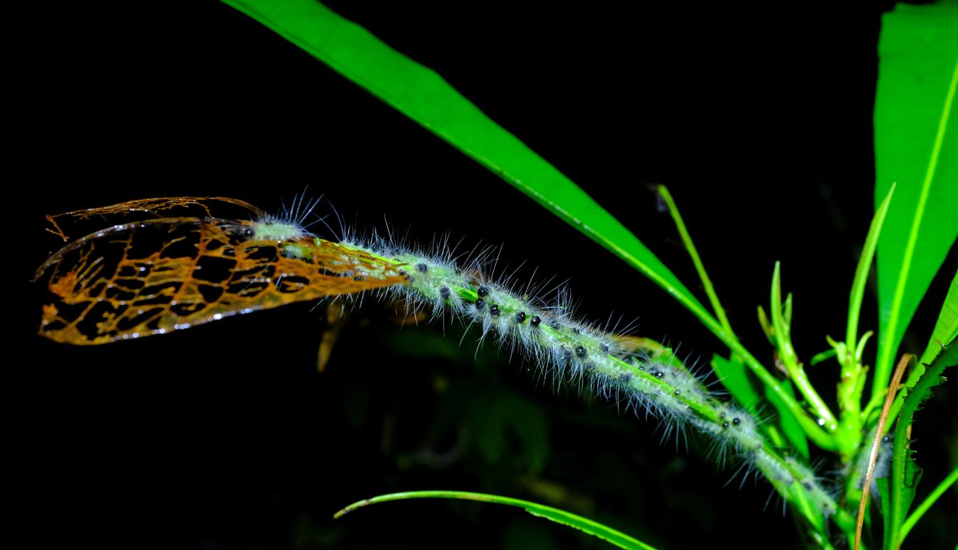 Swarm of Beetle Larvae { Coleopptera Dermestidae }