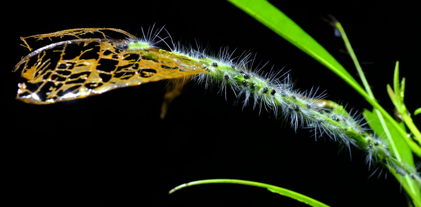 Swarm of Beetle Larvae { Coleoptera Dermestidae }