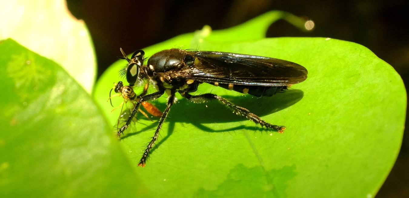 Robber Fly Kills and Feeds on a Wasp