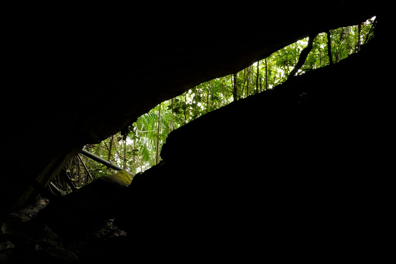 Partial view of Dipterocarp forest from inside a cave