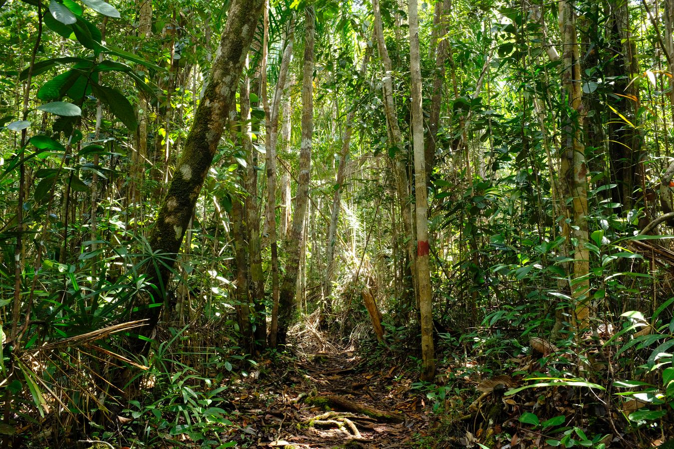 Dipterocarp Forest and Landscape