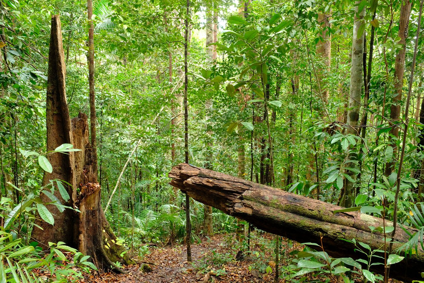 Dipterocarp Forest and Landscape