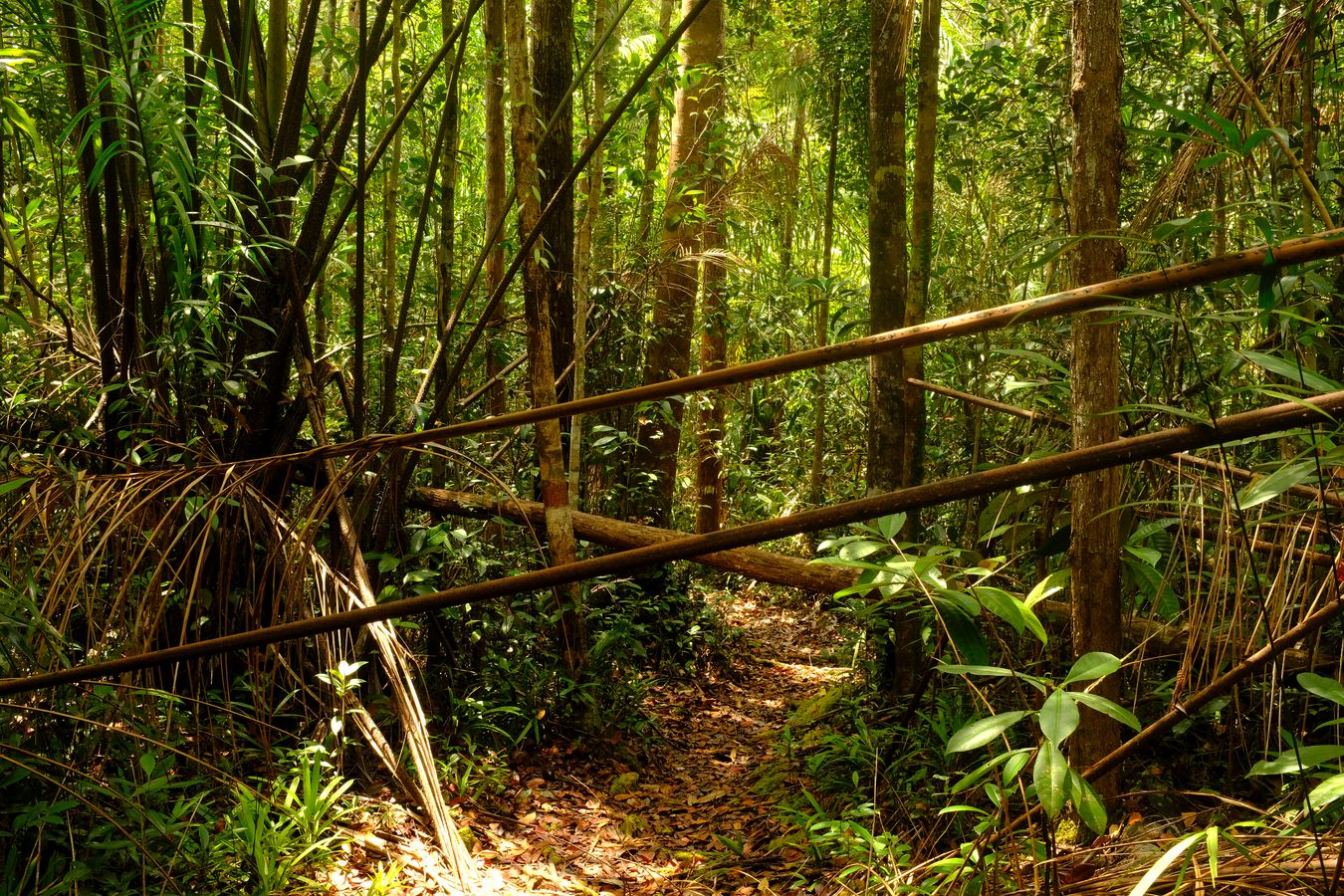 Dipterocarp Forest and Landscape