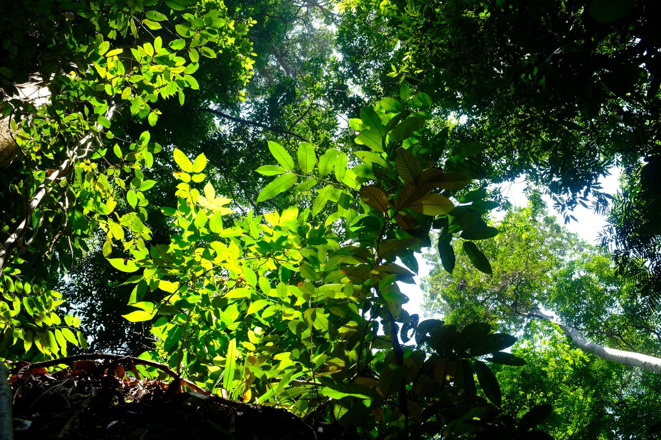 Dipterocarp Forest and Landscape