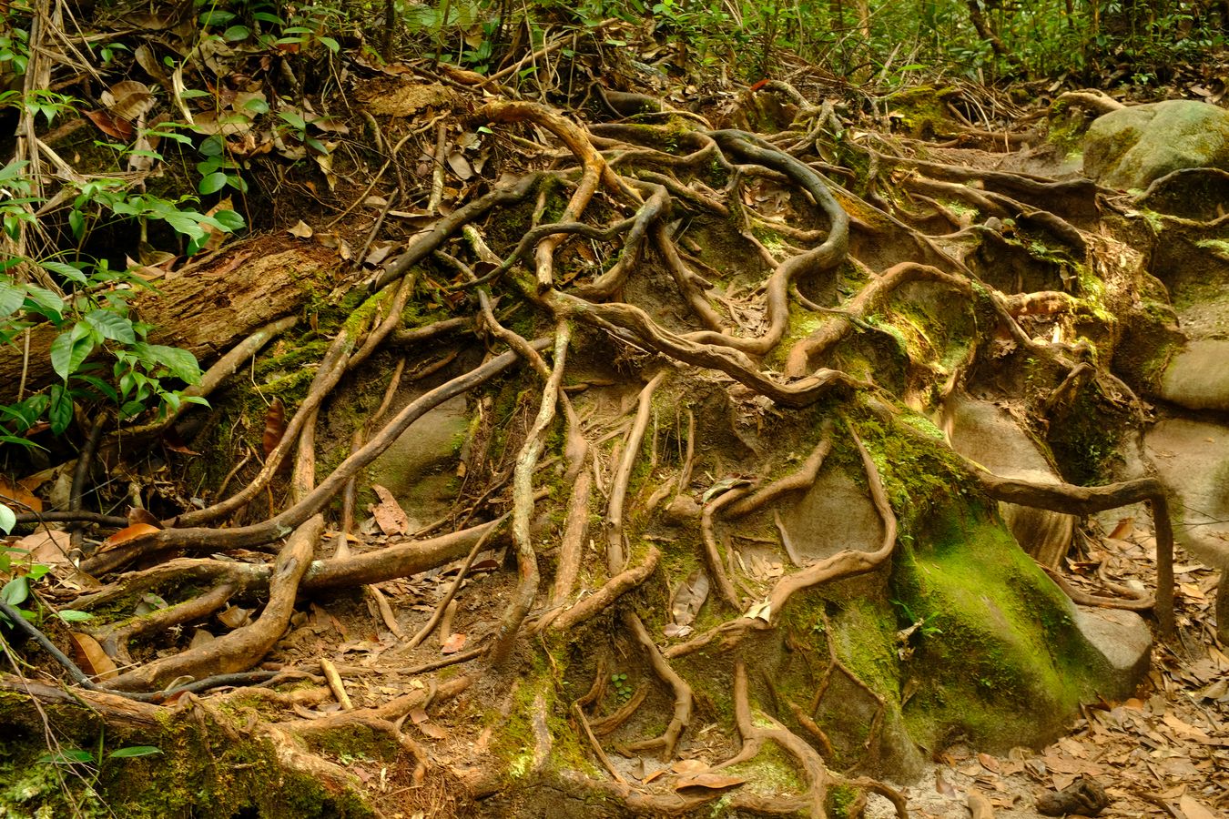 Roots on the surface of the Dipterocarp forest floor