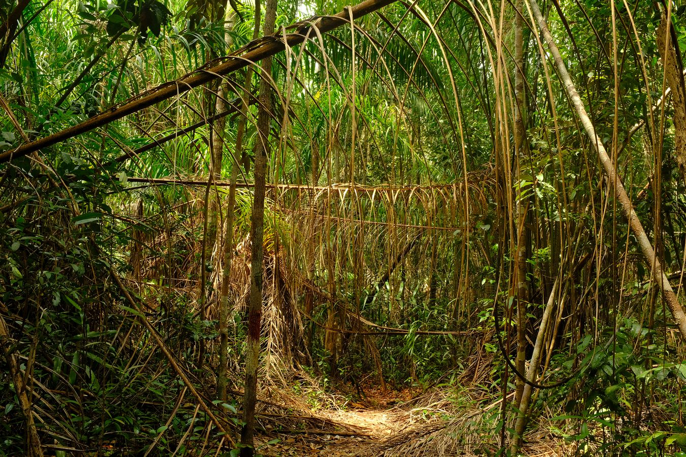 Dipterocarp Forest and Landscape