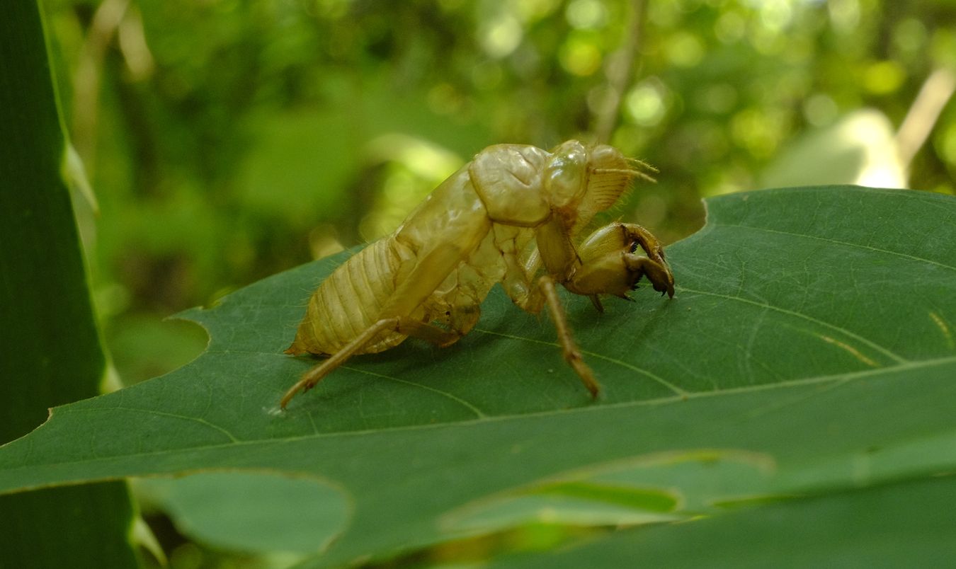 Cicada Exuviae