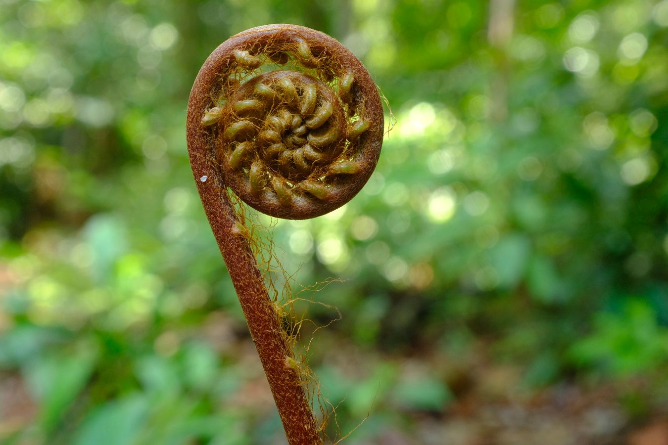 Fiddlehead Furled Fronds