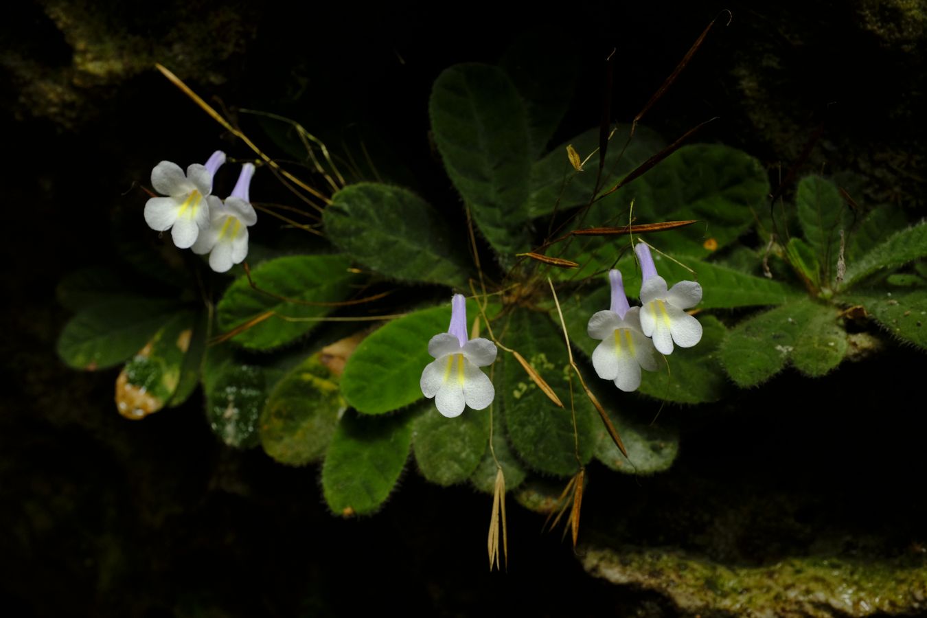 Primulina Dryas Flowers { Gesneriaceae }