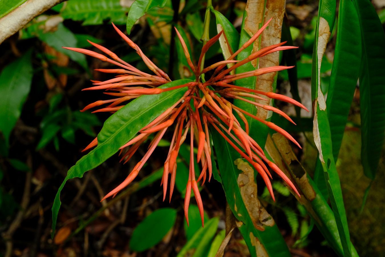 West Indian Jasmine Flower Bud { Ixora Coccinea }