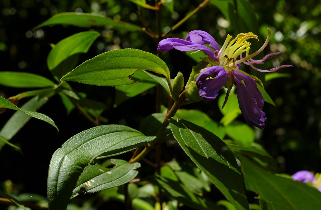 Singapore Rhododendron { Melastoma Malabathricum }