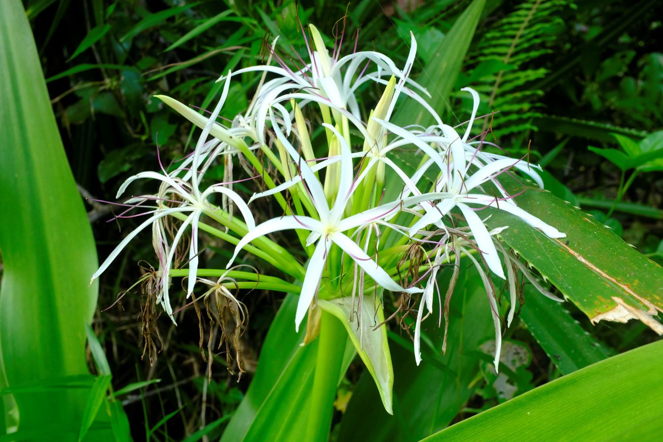 Spider Lily Flowers { Crinum Asiaticum }