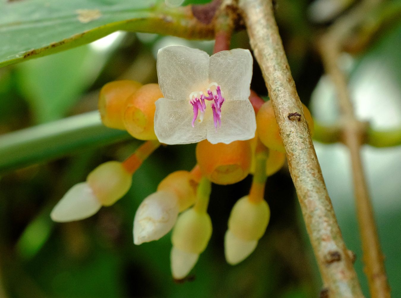 Evergreen Shrub Flower and Buds { Medinilla Crassifolia } 
